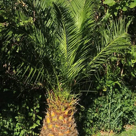 With A Parking Space Mlini, Dubrovnik - 8542 Apartamento