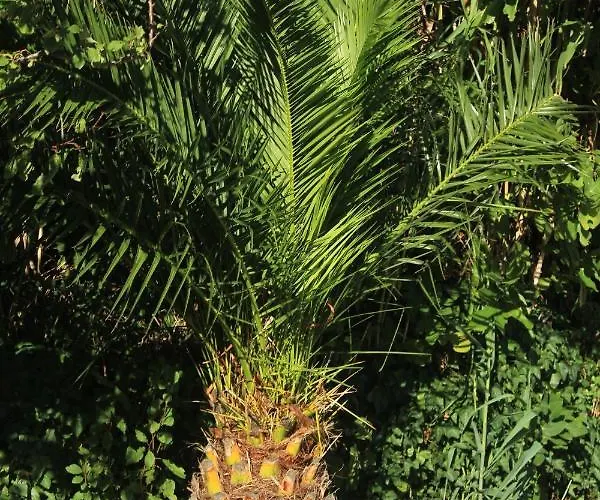 With A Parking Space Mlini, Dubrovnik - 8542 公寓